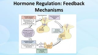 Hormone Regulation: Feedback
Mechanisms
 