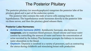 The Posterior Pituitary
The posterior pituitary (or neurohypophysis) comprises the posterior lobe of the
pituitary gland and is part of the endocrine system.
The posterior lobe contains the ends of nerve cells coming from the
hypothalamus. The hypothalamus sends hormones directly to the posterior lobe
via these nerves, and then the pituitary gland releases them.
Posterior Lobe Hormones:
● Antidiuretic hormone (ADH): Antidiuretic hormone, also known as
vasopressin, acts to maintain blood pressure, blood volume and tissue water
content by controlling the amount of water and hence the concentration of
urine excreted by the kidney.This hormone prompts the kidneys to increase
water absorption in the blood.
● Oxytocin: Oxytocin is involved in a variety of processes, such as contracting
the uterus during childbirth and stimulating breast milk production.
 