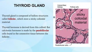 THYROID GLAND
Thyroid gland is composed of hollow structures
called follicles , which store a sticky colloidal
material.
Thyroid hormone is derived from this colloid. But
calcitonin hormone is made by the parafollicular
cells found in the connective tissue between the
follicles .
 