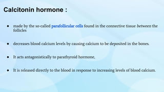 Calcitonin hormone :
● made by the so-called parafollicular cells found in the connective tissue between the
follicles
● decreases blood calcium levels by causing calcium to be deposited in the bones.
● It acts antagonistically to parathyroid hormone,
● It is released directly to the blood in response to increasing levels of blood calcium.
 