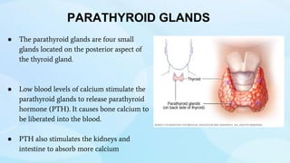 PARATHYROID GLANDS
● The parathyroid glands are four small
glands located on the posterior aspect of
the thyroid gland.
● Low blood levels of calcium stimulate the
parathyroid glands to release parathyroid
hormone (PTH). It causes bone calcium to
be liberated into the blood.
● PTH also stimulates the kidneys and
intestine to absorb more calcium
 