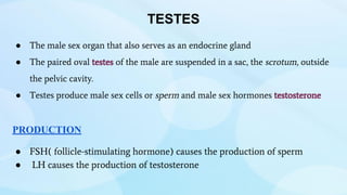 ● The male sex organ that also serves as an endocrine gland
● The paired oval testes of the male are suspended in a sac, the scrotum, outside
the pelvic cavity.
● Testes produce male sex cells or sperm and male sex hormones testosterone
PRODUCTION
● FSH( follicle-stimulating hormone) causes the production of sperm
● LH causes the production of testosterone
TESTES
 