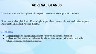 Location: They are flat pyramidal shaped, curved over the top of each kidney.
Structure: Although it looks like a single organ, they are actually two endocrine organs;
Adrenal Medulla and Adrenal Cortex.
Hormones:
● Epinephrine and norepinephrine are released by adrenal medulla.
● 3 classes of hormones are released by the adrenal cortex; Mineralocorticoids,
Glucocorticoids and sex hormones.
ADRENAL GLANDS
 
