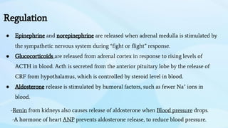 Regulation
● Epinephrine and norepinephrine are released when adrenal medulla is stimulated by
the sympathetic nervous system during “fight or flight” response.
● Glucocorticoids are released from adrenal cortex in response to rising levels of
ACTH in blood. Acth is secreted from the anterior pituitary lobe by the release of
CRF from hypothalamus, which is controlled by steroid level in blood.
● Aldosterone release is stimulated by humoral factors, such as fewer Na+
ions in
blood.
-Renin from kidneys also causes release of aldosterone when Blood pressure drops.
-A hormone of heart ANP prevents aldosterone release, to reduce blood pressure.
 