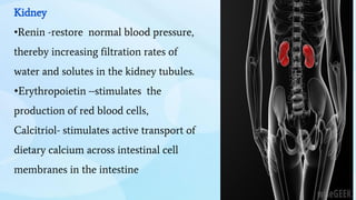 Kidney
•Renin -restore normal blood pressure,
thereby increasing filtration rates of
water and solutes in the kidney tubules.
•Erythropoietin –stimulates the
production of red blood cells,
Calcitriol- stimulates active transport of
dietary calcium across intestinal cell
membranes in the intestine
 