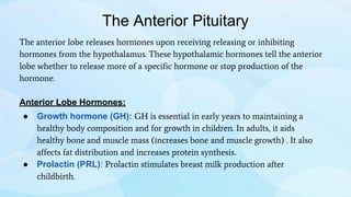 The Anterior Pituitary
The anterior lobe releases hormones upon receiving releasing or inhibiting
hormones from the hypothalamus. These hypothalamic hormones tell the anterior
lobe whether to release more of a specific hormone or stop production of the
hormone.
Anterior Lobe Hormones:
● Growth hormone (GH): GH is essential in early years to maintaining a
healthy body composition and for growth in children. In adults, it aids
healthy bone and muscle mass (increases bone and muscle growth) . It also
affects fat distribution and increases protein synthesis.
● Prolactin (PRL): Prolactin stimulates breast milk production after
childbirth.
 