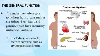 ➢ The endocrine system gets
some help from organs such as
the kidney, liver, heart and
gonads, which have secondary
endocrine functions.
○ The kidney, for example,
secretes hormones such as
erythropoietin and renin.
THE GENERAL FUNCTION
 