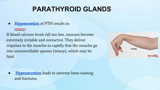 ● Hyposecretion of PTH results in:
tetany:
If blood calcium levels fall too low, neurons become
extremely irritable and overactive. They deliver
impulses to the muscles so rapidly that the muscles go
into uncontrollable spasms (tetany), which may be
fatal.
● Hypersecretion leads to extreme bone wasting
and fractures.
PARATHYROID GLANDS
 