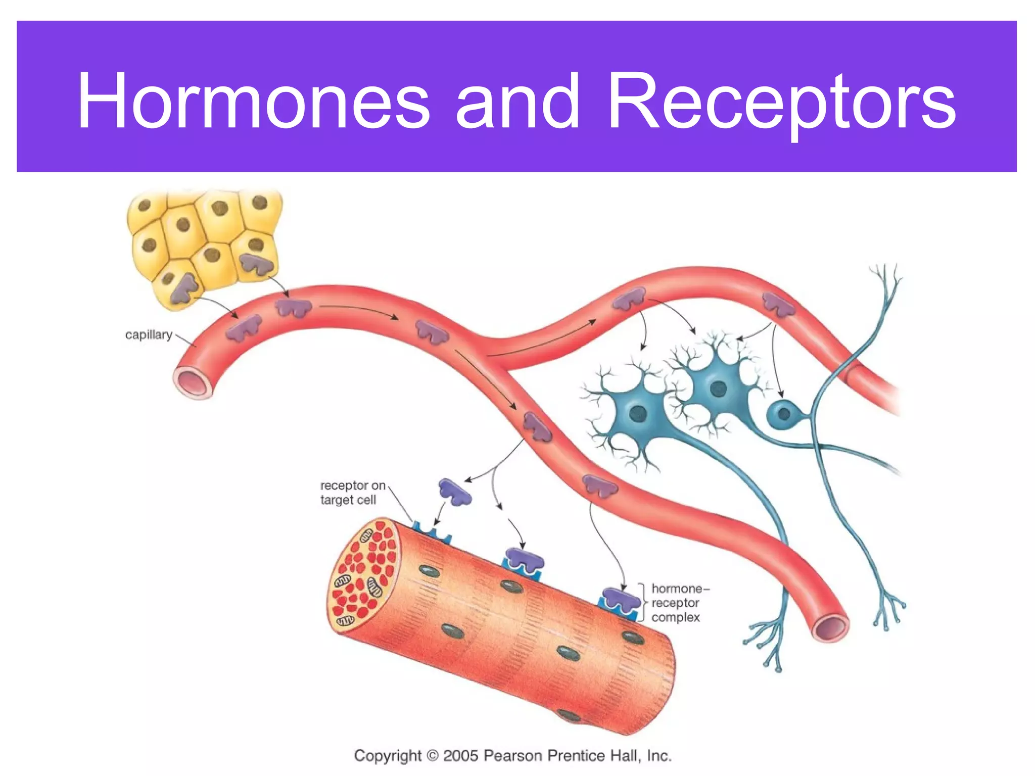 Hormones and Receptors
 
