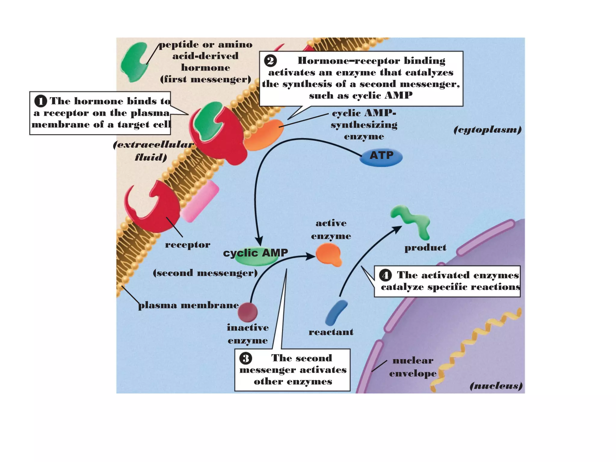 (cytoplasm)
(nucleus)
peptide or amino
acid-derived
hormone
(first messenger)
(extracellular
fluid)
cyclic AMP-
synthesizing
enzyme
cyclic AMP
ATP
inactive
enzyme
(second messenger)
active
enzyme
reactant
product
plasma membrane
nuclear
envelope
receptor
The hormone binds to
a receptor on the plasma
membrane of a target cell
1
The activated enzymes
catalyze specific reactions
4
The second
messenger activates
other enzymes
3
Hormone–receptor binding
activates an enzyme that catalyzes
the synthesis of a second messenger,
such as cyclic AMP
2
 