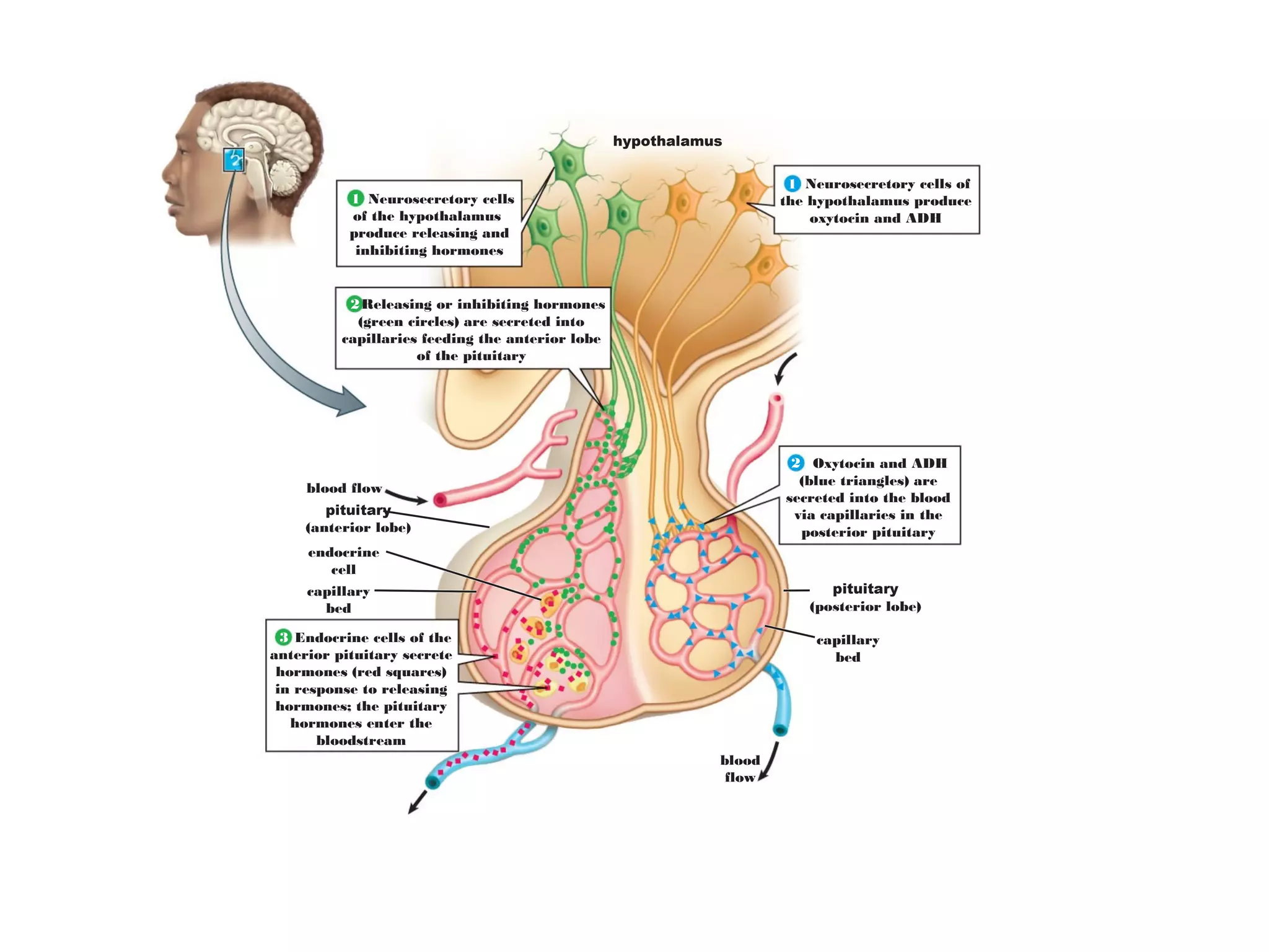 hypothalamus
pituitary
(anterior lobe)
capillary
bed
endocrine
cell
blood flow
blood
flow
capillary
bed
pituitary
(posterior lobe)
Oxytocin and ADH
(blue triangles) are
secreted into the blood
via capillaries in the
posterior pituitary
Endocrine cells of the
anterior pituitary secrete
hormones (red squares)
in response to releasing
hormones; the pituitary
hormones enter the
bloodstream
Neurosecretory cells of
the hypothalamus produce
oxytocin and ADH
Releasing or inhibiting hormones
(green circles) are secreted into
capillaries feeding the anterior lobe
of the pituitary
Neurosecretory cells
of the hypothalamus
produce releasing and
inhibiting hormones
1
2
1
2
3
 