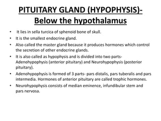 PITUITARY GLAND (HYPOPHYSIS)-
Below the hypothalamus
• It lies in sella turcica of sphenoid bone of skull.
• It is the smallest endocrine gland.
• Also called the master gland because it produces hormones which control
the secretion of other endocrine glands.
• It is also called as hypophysis and is divided into two parts-
Adenohypophysis (anterior pituitary) and Neurohypophysis (posterior
pituitary).
• Adenohypophysis is formed of 3 parts- pars distalis, pars tuberalis and pars
intermedia. Hormones of anterior pituitary are called trophic hormones.
• Neurohypophysis consists of median eminence, infundibular stem and
pars nervosa.
 