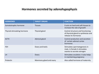 Hormones secreted by adenohypophysis
HORMONES TARGET ORGAN FUNCTION
Somatotrophic hormone Tissues It acts on hard and soft tissues to
increase the rate of growth
Thyroid stimulating hormone Thyroid gland Control structure and functioning
of thyroind gland to synthesize and
release its hormones
ACTH Adrenal gland Control production and secretion
of certain adrenal cortex
hormones
FSH Ovary and testis Stimulates spermatogenesis in
male. In female it stimulates
ovaries to secrete estrogen
LH Ovary Stimulates ovulation. It also helps
in maintaining pregnancy
Prolactin Mammary gland and ovary Also called hormone of maternity
 