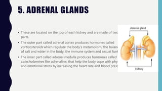5. ADRENAL GLANDS
• These are located on the top of each kidney and are made of two
parts.
• The outer part called adrenal cortex produces hormones called
corticosteroids which regulate the body’s metamolism, the balance
of salt and wáter in the body, the immune system and sexual funtion.
• The inner part called adrenal medulla produces hormones called
catecholamines like adrenaline, that help the body cope with physical
and emotional stress by increasing the heart rate and blood pressure.
 