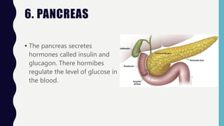 6. PANCREAS
• The pancreas secretes
hormones called insulin and
glucagon. There hormibes
regulate the level of glucose in
the blood.
 