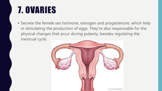 7. OVARIES
• Secrete the femele sex hormone, estrogen and progesterone, which help
in stimulating the production of eggs. They’re also responsable for the
physical changes thet accur during puberty, besides regulating the
mestrual cycle.
 