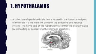 1. HYPOTHALAMUS
• A collection of specialized cells that is located in the lower central part
of the brain, it’s the main link between the endocrine and nervous
system. The nerve cells of the hypothalamus control the pituitary gland
by stimualting or suppressing the hormone secretions.
 