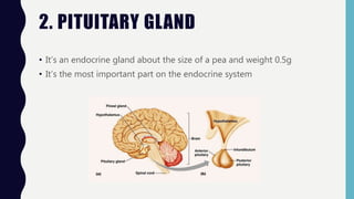2. PITUITARY GLAND
• It’s an endocrine gland about the size of a pea and weight 0.5g
• It’s the most important part on the endocrine system
 