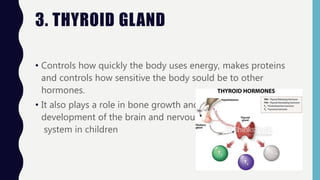 3. THYROID GLAND
• Controls how quickly the body uses energy, makes proteins
and controls how sensitive the body sould be to other
hormones.
• It also plays a role in bone growth and
development of the brain and nervous
system in children
 