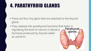 4. PARATHYROID GLANDS
• These are four tiny glans thet are attached to the thyroid
gland.
• They realease the parathyroid hormone that helps in
regulating the level of calcium in blood along with another
hormone produced by thyroid called
as calcitinin.
 