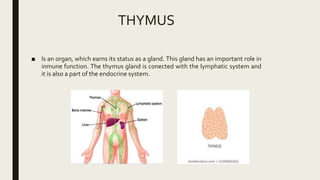 THYMUS
■ Is an organ, which earns its status as a gland. This gland has an important role in
inmune function. The thymus gland is conected with the lymphatic system and
it is also a part of the endocrine system.
 