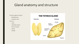 Gland anatomy and structure
The thymus gland is made of:
- Epithelial tissue
- Lymphatic tissue
Structure:
- cortex
- interlobular septum
- thymic corpuscle
- capsule
- medulla
 