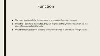 Function
■ The main function of the thymus gland is to realease thymosin hormone.
■ Once theT cells have madurated, they will migrate to the lymph nodes which are the
store of inmune cells in the body.
■ Once the thymus receives the cells, they will be trained to only attack foreign agents.
 