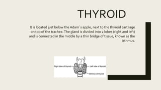 THYROID
It is located just below the Adam´s apple, next to the thyroid cartilage
on top of the trachea.The gland is divided into 2 lobes (right and left)
and is connected in the middle by a thin bridge of tissue, known as the
isthmus.
 