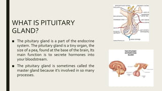 WHAT IS PITUITARY
GLAND?
■ The pituitary gland is a part of the endocrine
system. The pituitary gland is a tiny organ, the
size of a pea, found at the base of the brain, Its
main function is to secrete hormones into
your bloodstream.
■ The pituitary gland is sometimes called the
master gland because it’s involved in so many
processes.
 