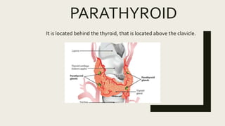 PARATHYROID
It is located behind the thyroid, that is located above the clavicle.
 