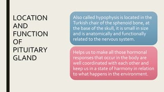 LOCATION
AND
FUNCTION
OF
PITUITARY
GLAND
Also called hypophysis is located in the
Turkish chair of the sphenoid bone, at
the base of the skull, it is small in size
and is anatomically and functionally
related to the nervous system.
Helps us to make all those hormonal
responses that occur in the body are
well coordinated with each other and
keep us in a state of harmony in relation
to what happens in the environment.
 