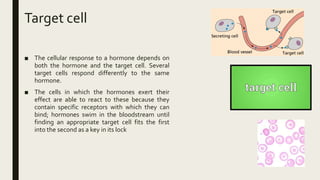 Target cell
■ The cellular response to a hormone depends on
both the hormone and the target cell. Several
target cells respond differently to the same
hormone.
■ The cells in which the hormones exert their
effect are able to react to these because they
contain specific receptors with which they can
bind; hormones swim in the bloodstream until
finding an appropriate target cell fits the first
into the second as a key in its lock
 