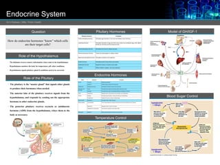 Endocrine System
Ali A.Radwan | MBs. Public Health
Question
How do endocrine hormones “know” which cells
are their target cells?
Role of the Hypothalamus
• The thalamus receives sensory information, relays some to the hypothalamus.
• Hypothalamus monitors the body for temperature, pH, other conditions.
• Hypothalamus signals pituitary gland if conditions need to be corrected.
Role of the Pituitary
• The pituitary is the “master gland” that signals other glands
to produce their hormones when needed.
• The anterior lobe of the pituitary receives signals from the
hypothalamus, and responds by sending out the appropriate
hormone to other endocrine glands.
• The posterior pituitary receives oxytocin or antidiuretic
hormone (ADH) from the hypothalamus, relays them to the
body as necessary.
Pituitary Hormones
Endocrine Hormones
Temperature Control
Model of GH/IGF-1
Blood Sugar Control
Oxytocin and ADH
(blue triangles) are
secreted into the blood
via capillaries in the
posterior pituitary
Endocrine cells of the
anterior pituitary secrete
hormones (red squares)
in response to releasing
hormones; the pituitary
hormones enter the
bloodstream
Neurosecretory cells of
the hypothalamus produce
oxytocin and ADH
Releasing or inhibiting hormones
(green circles) are secreted into
capillaries feeding the anterior lobe
of the pituitary
Neurosecretory cells
of the hypothalamus
produce releasing and
inhibiting hormones
Pituitary Hormone Functions
Follicle-stimulating hormone Stimulates egg maturation in the ovary and release of sex hormones.
Lutenizing hormone Stimulates maturation of egg and of the corpus luteum surrounding the egg, which affects
female sex hormones and the menstrual cycle.
Thyroid-stimulating hormone Stimulates the thyroid to release thyroxine.
Adrenocorticotropic hormone Causes the adrenal gland to release cortisol.
Melanocyte-stimulating hormone Stimulates synthesis of skin pigments.
Growth hormone Stimulates growth during infancy and puberty.
Antidiuretic hormone Signals the kidney to conserve more water.
Oxytocin Affects childbirth, lactation, and some behaviors.
Gland Hormones Functions
Thyroid Thyroxine Regulates metabolism
Calcitonin Inhibits release of calcium from the bones
Parathyroids Parathyroid hormone Stimulates the release of calcium from the bones.
Islet cells (in the
pancreas)
Insulin Decreases blood sugar by promoting uptake of glucose by cells.
Glucagon Increases blood sugar by stimulating breakdown of glycogen in the liver.
Testes Testosterone Regulates sperm cell production and secondary sex characteristics.
Ovaries Estrogen Stimulates egg maturation, controls secondary sex characteristics.
Progesterone Prepares the uterus to receive a fertilized egg.
Adrenal cortex Epinephrine Stimulates “fight or flight” response.
Adrenal medulla Glucocorticoids Part of stress response, increase blood glucose levels and decrease immune response.
Aldosterone Regulates sodium content in the blood.
Testosterone (in both sexes) Adult body form (greater muscle mass), libido.
Pineal gland Melatonin Sleep cycles, reproductive cycles in many mammals.
 