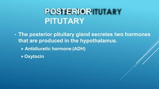 POSTERIOR
PITUTARY
• The posterior pituitary gland secretes two hormones
that are produced in the hypothalamus.
 Antidiuretic hormone (ADH)
Oxytocin
 