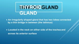THYROID
GLAND
 An irregularly shaped gland that has two lobes connected
by a thin bridge in between (the isthmus)
 Located in the neck on either side of the trachea and
across its anterior surface
 