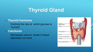 Thyroid Gland
 Thyroid hormone
 Controls the rate at which glucose is
“burned”
 Calcitonin
 Decreases calcium levels in blood
deposition on bone
 