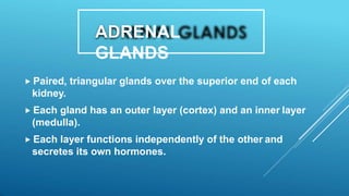 ADRENAL
GLANDS
 Paired, triangular glands over the superior end of each
kidney.
 Each gland has an outer layer (cortex) and an inner layer
(medulla).
 Each layer functions independently of the other and
secretes its own hormones.
 