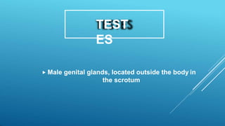 TEST
ES
 Male genital glands, located outside the body in
the scrotum
 