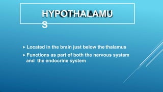 HYPOTHALAMU
S
 Located in the brain just below the thalamus
 Functions as part of both the nervous system
and the endocrine system
 