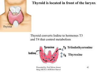 Endocrine system | PDF