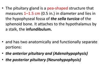 • The pituitary gland is a pea-shaped structure that
measures 1–1.5 cm (0.5 in.) in diameter and lies in
the hypophyseal fossa of the sella turcica of the
sphenoid bone. It attaches to the hypothalamus by
a stalk, the infundibulum.
• and has two anatomically and functionally separate
portions:
• the anterior pituitary and (Adenohypophysis)
• the posterior pituitary (Neurohypophysis)
 