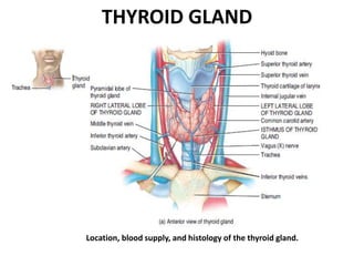 THYROID GLAND
Location, blood supply, and histology of the thyroid gland.
 