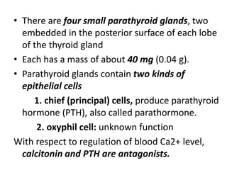 • There are four small parathyroid glands, two
embedded in the posterior surface of each lobe
of the thyroid gland
• Each has a mass of about 40 mg (0.04 g).
• Parathyroid glands contain two kinds of
epithelial cells
1. chief (principal) cells, produce parathyroid
hormone (PTH), also called parathormone.
2. oxyphil cell: unknown function
With respect to regulation of blood Ca2+ level,
calcitonin and PTH are antagonists.
 