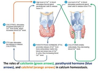 The roles of calcitonin (green arrows), parathyroid hormone (blue
arrows), and calcitriol (orange arrows) in calcium homeostasis.
 