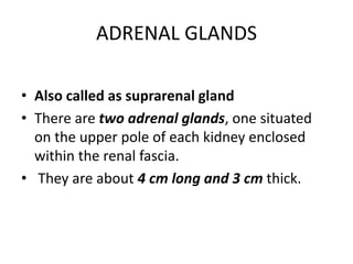 ADRENAL GLANDS
• Also called as suprarenal gland
• There are two adrenal glands, one situated
on the upper pole of each kidney enclosed
within the renal fascia.
• They are about 4 cm long and 3 cm thick.
 