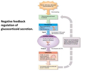 Negative feedback
regulation of
glucocorticoid secretion.
 