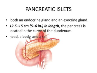 PANCREATIC ISLETS
• both an endocrine gland and an exocrine gland.
• 12.5–15 cm (5–6 in.) in length, the pancreas is
located in the curve of the duodenum.
• head, a body, and a tail
 