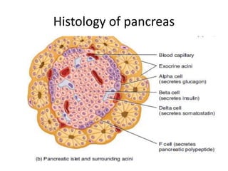 Histology of pancreas
 