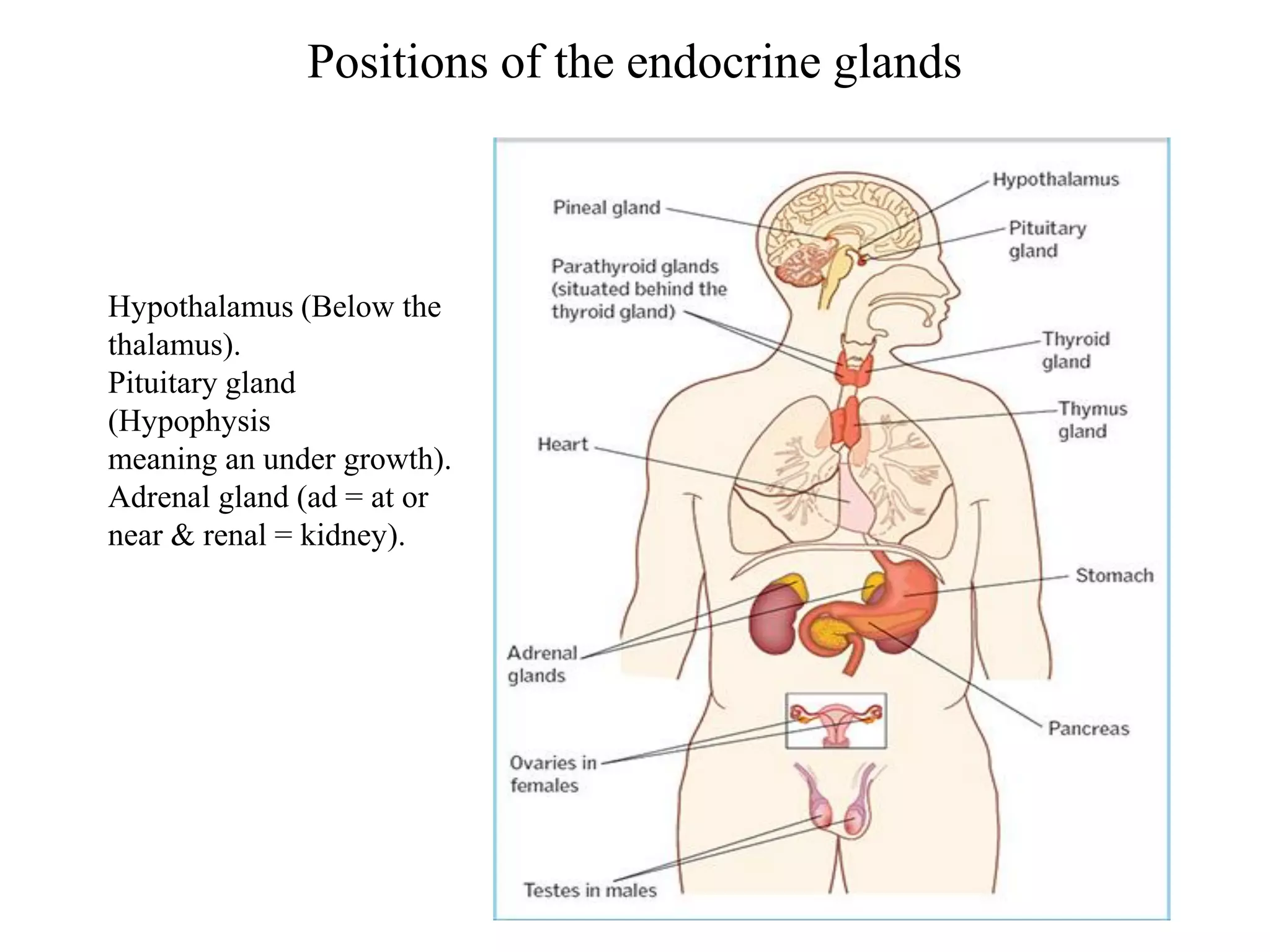 Positions of the endocrine glands
Hypothalamus (Below the
thalamus).
Pituitary gland
(Hypophysis
meaning an under growth).
Adrenal gland (ad = at or
near & renal = kidney).
 