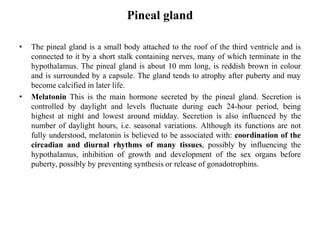 Endocrine system | PDF